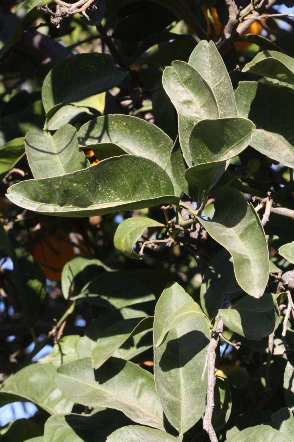            Sun leaves (Riverside, CA)   